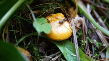 Erkek eli bıçakla kesilir ve küçük chanterelle mantarları toplar. Yaz ya da sonbahar ormanlarında orman yosunlarında yabani mantar kesme ve toplama manzarasını kapatın..