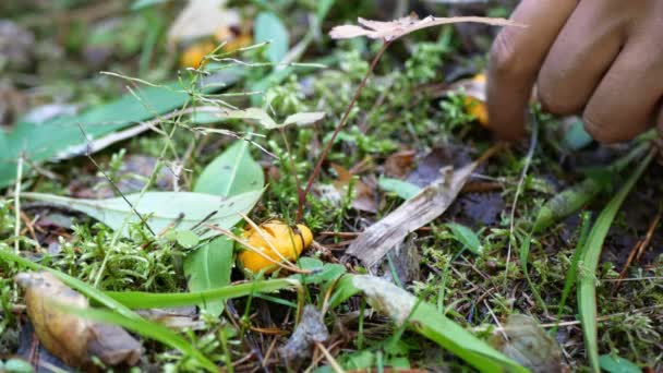 Mannelijke Handen Snijdt Met Mes Verzamelt Kleine Cantharellen Champignons Close — Stockvideo