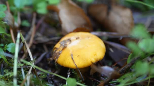 Mannelijke Handen Snijdt Met Mes Verzamelt Kleine Cantharellen Champignons Close — Stockvideo