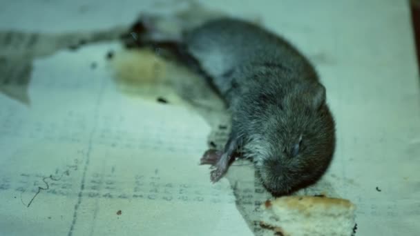 더러운 생쥐를 먹이가 접착제 — 비디오