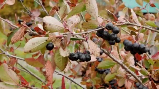 Jesienny Proces Zbiór Aronia Widok Bliska Borówkę — Wideo stockowe