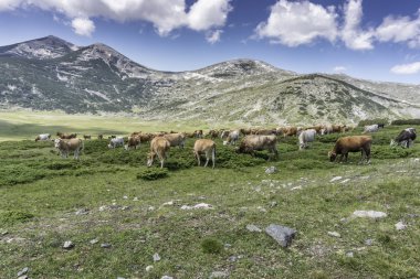 İnek ve sığır highlands üzerinde otlatmak