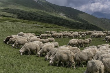dağlarda koyun sürüsü