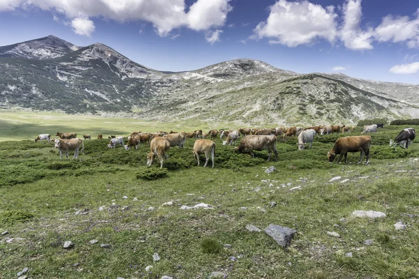 Vaches et bétail paissent sur les hauts plateaux Images De Stock Libres De Droits