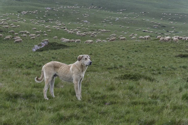 Chien gardant un grand troupeau de moutons dans les montagnes Photo De Stock