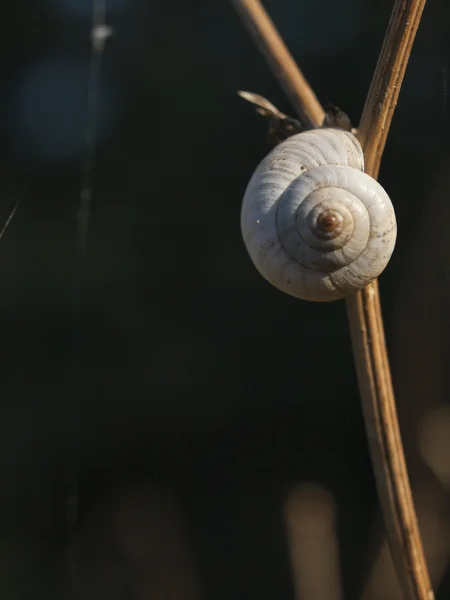 Grote ramshorn — Stockfoto