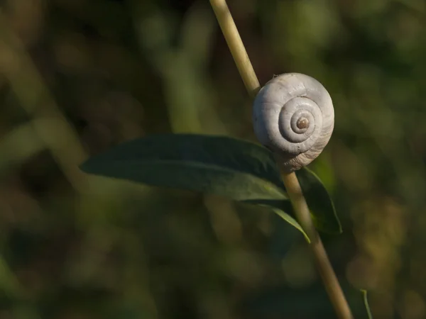 Velké ramshorn — Stock fotografie