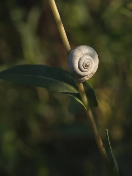 Great ramshorn — Stock Photo, Image