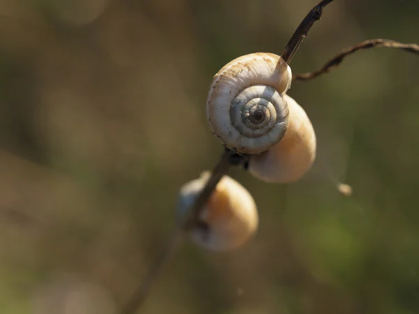 Velké ramshorn — Stock fotografie