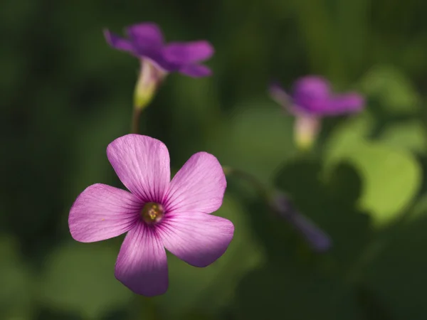 シャムロックの花 — ストック写真