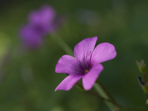 토끼풀 꽃 — 스톡 사진