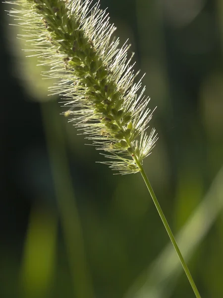 Borstengras — Stockfoto