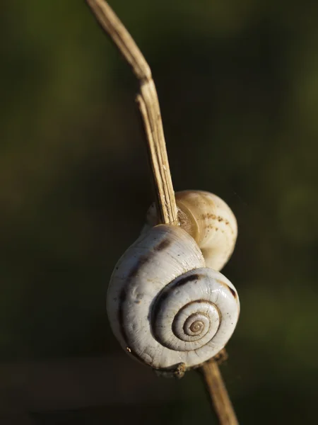 Velké ramshorn — Stock fotografie