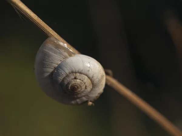 Velké ramshorn — Stock fotografie