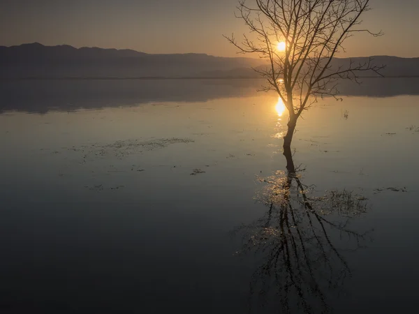 日の出の孤独な木 — ストック写真