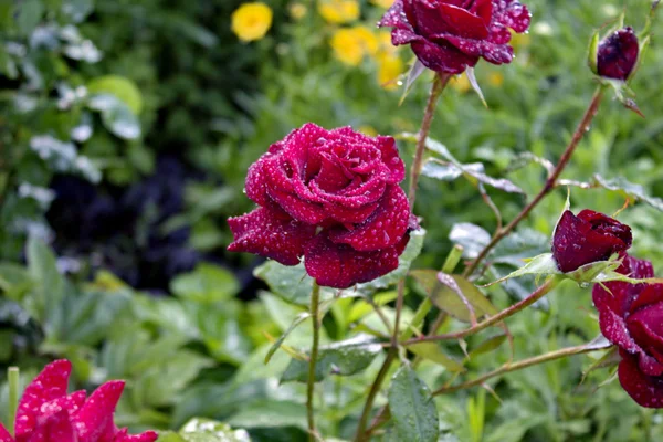 Red Roses. — Stock Photo, Image