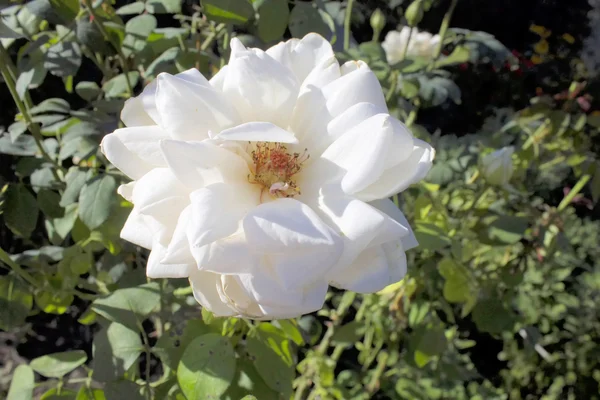 White roses. — Stock Photo, Image