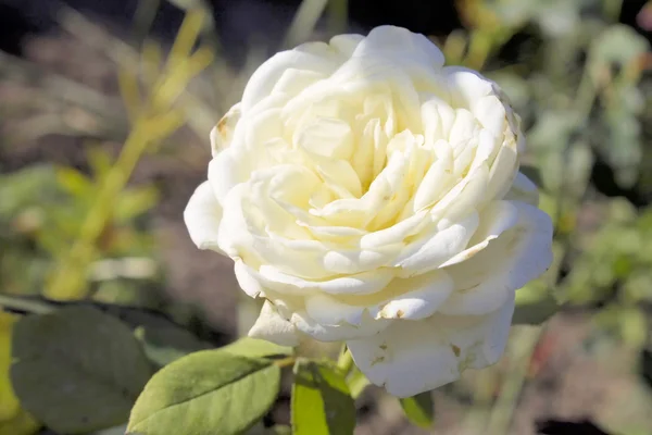 Άσπρα τριαντάφυλλα. — Φωτογραφία Αρχείου