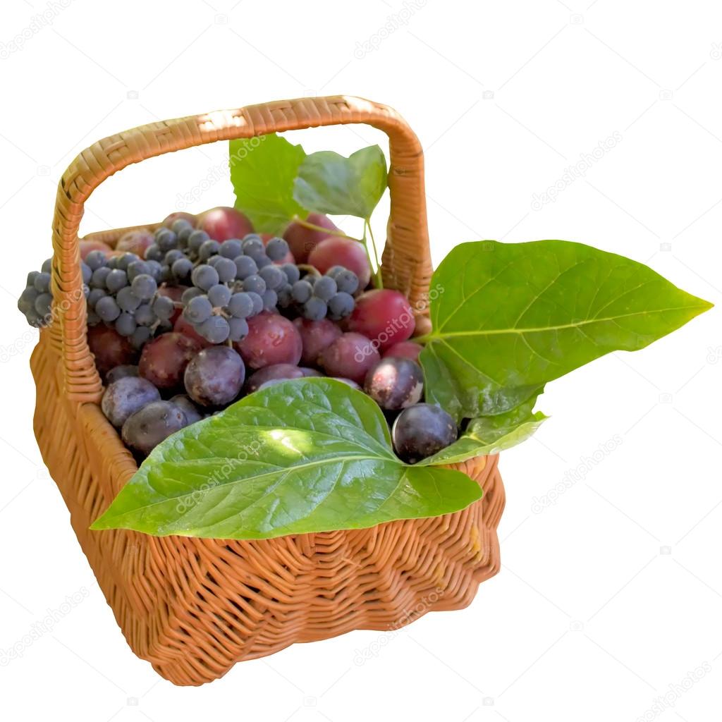 Basket with fresh plums and grapes.