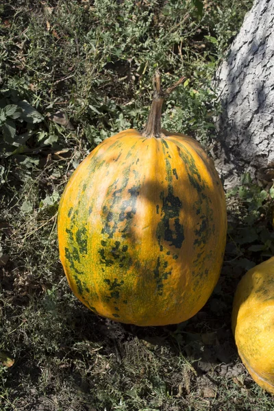 Solar pumpkins. — Stock Photo, Image