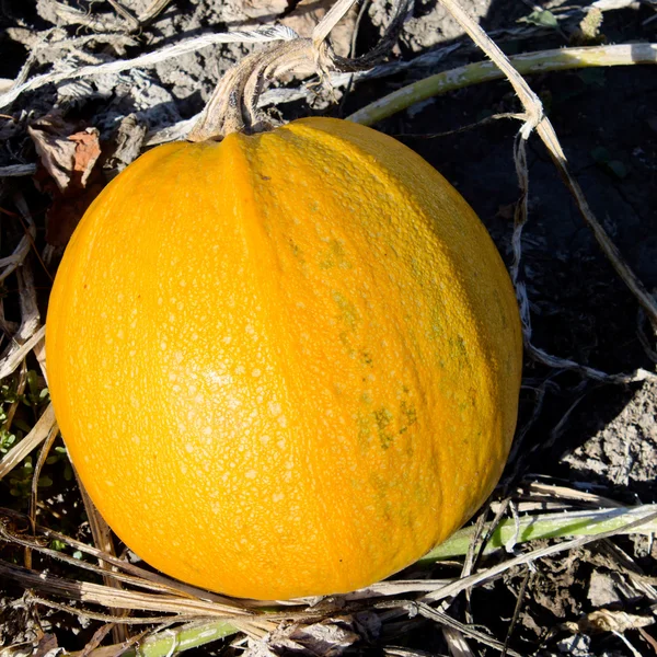 Solar pumpkins. — Stock Photo, Image