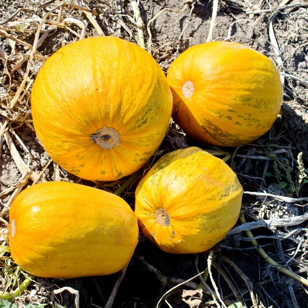 Calabazas solares . —  Fotos de Stock