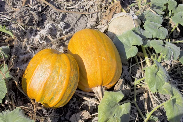 Solar pumpkins. — Stock Photo, Image