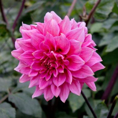 Dahlia sonbahar çiçek tasarım. 