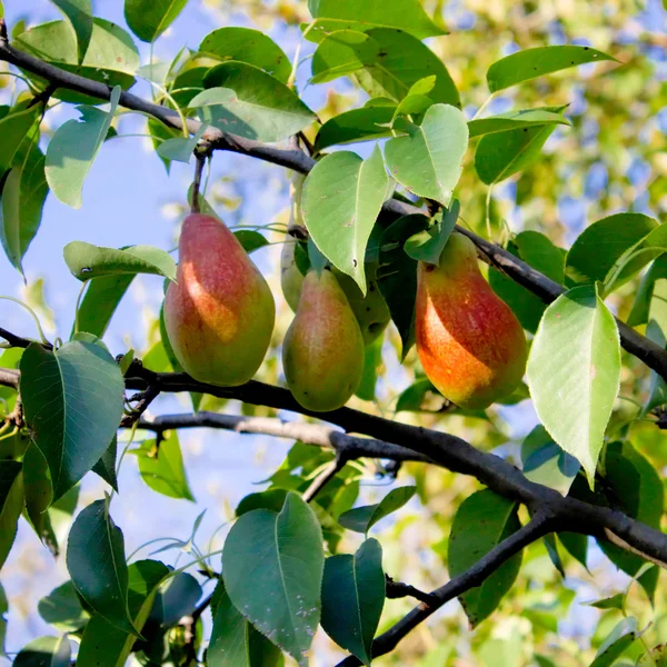 梨の木. — ストック写真