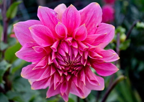 Dahlia Autumn flower design. — Stock Photo, Image