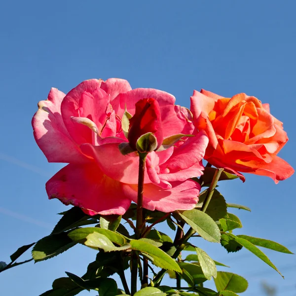 Red Roses. — Stock Photo, Image