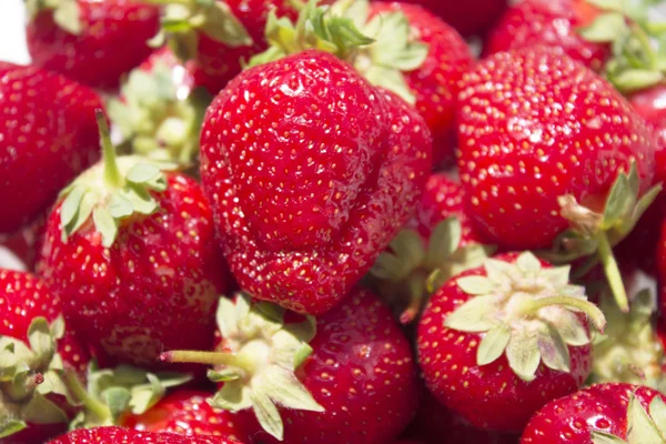 Frutilla. — Foto de Stock