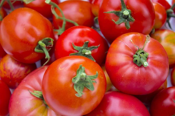 Tomate maduro . — Foto de Stock