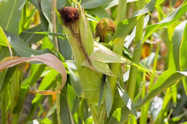 Primer plano de maíz en el tallo en el campo de maíz. —  Fotos de Stock