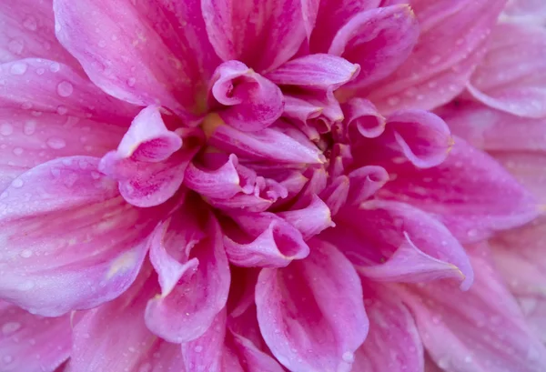 Dahlia Autumn flower design. — Stock Photo, Image