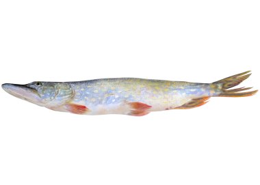 Balık pike.
