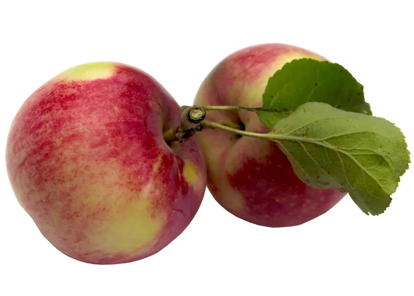Twee rode mooie herfst appels. — Stockfoto