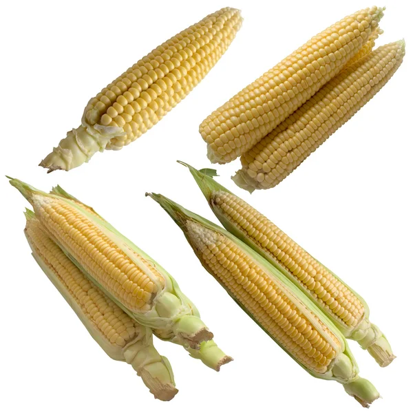 Mais isoliert auf weißem Hintergrund. — Stockfoto