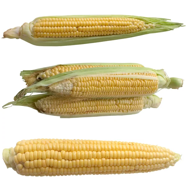 Kukurydza odizolowana na białym tle. — Zdjęcie stockowe