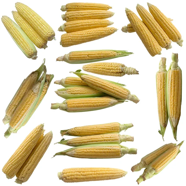 Corn isolated on a white background. — Stock Photo, Image