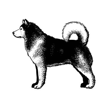 Gerçekçi Alaska malamute köpeği.