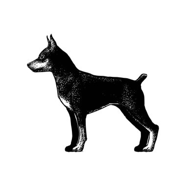 Gerçekçi doberman köpeği