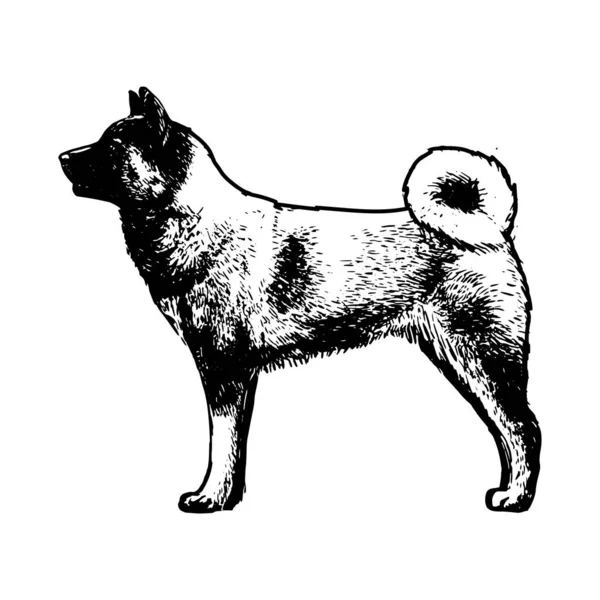 Realistische Noordse elkhound — Stockvector