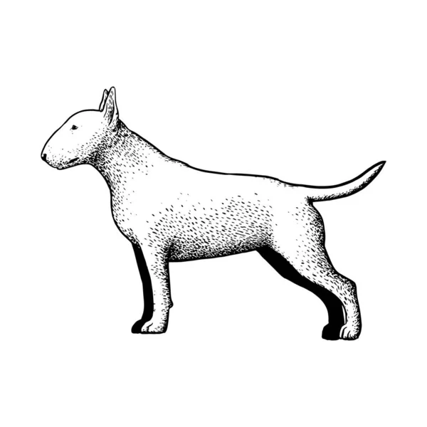 Realistischer Bullterrier — Stockvektor