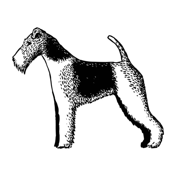 Realistiska walesiska terrier — Stock vektor