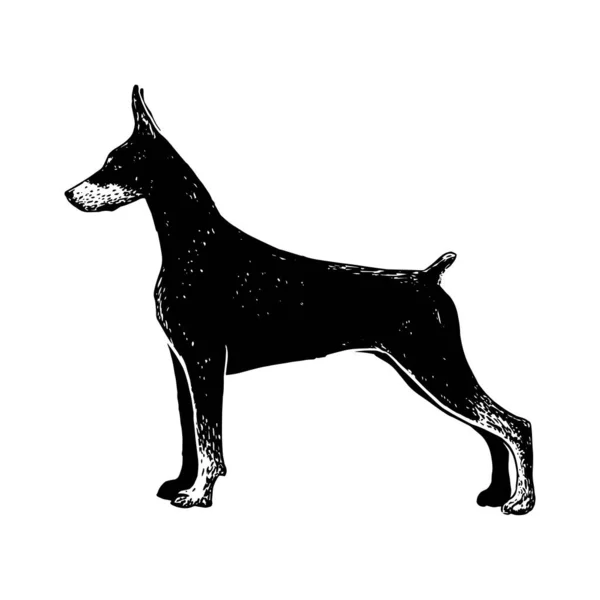 Реалістична собака Добермана — стоковий вектор