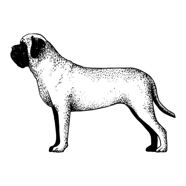 Realistisk mastiff hund — Stock vektor