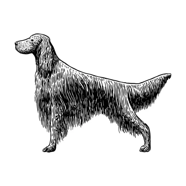 Realistiska golden retriever hund — Stock vektor