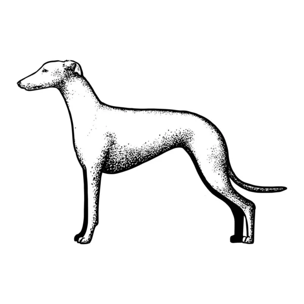 Realistic spanish greyhound — Stock Vector
