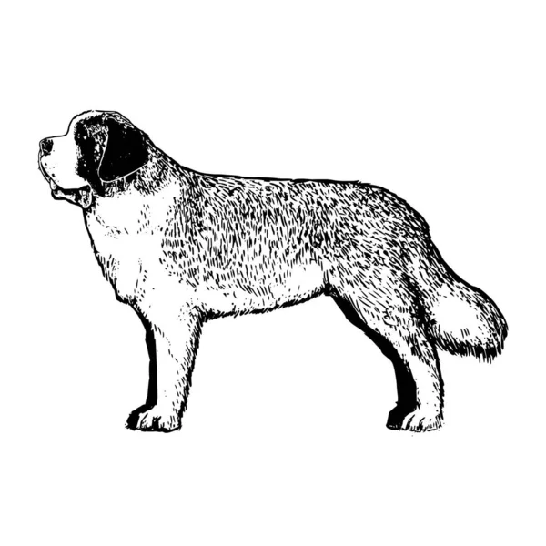 Realistiska st bernard hund — Stock vektor